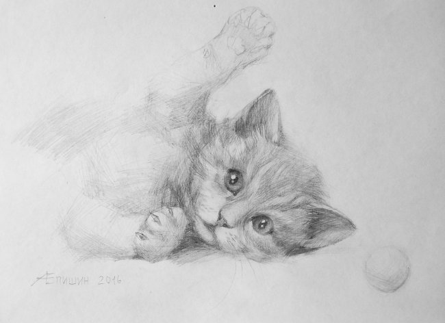 Рисунок серого кота карандашом