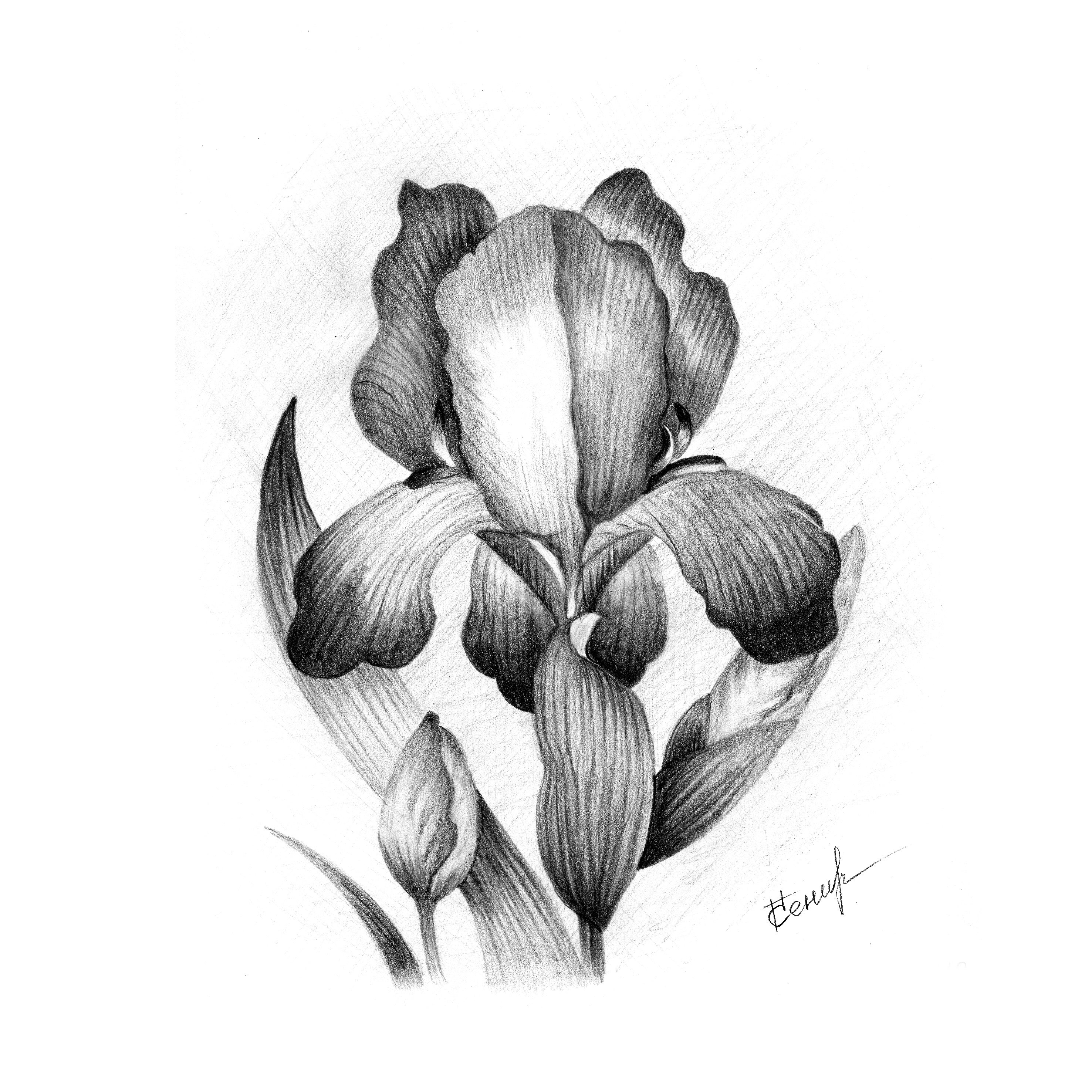 Рисунок ириса карандашом для срисовки