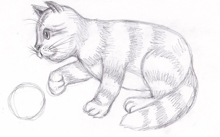 Животное рисунок 7 класс. Рисование кошки. Кошка рисунок карандашом. Картинки кошек нарисованные карандашом. Наброски домашних животных.