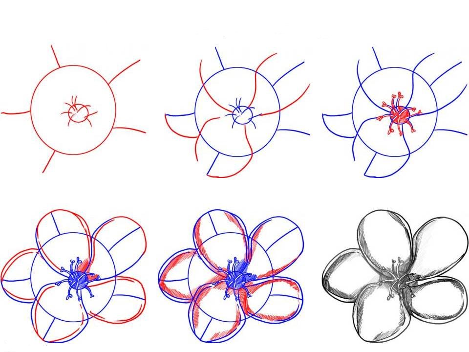 Как нарисовать цветы поэтапно