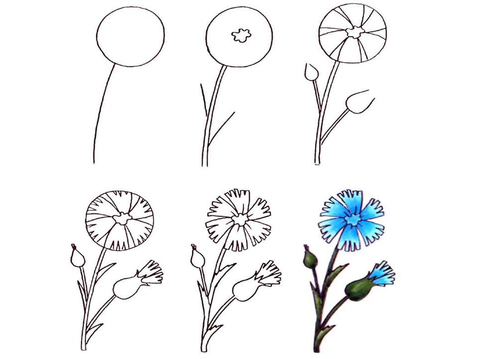 Как нарисовать цветы поэтапно
