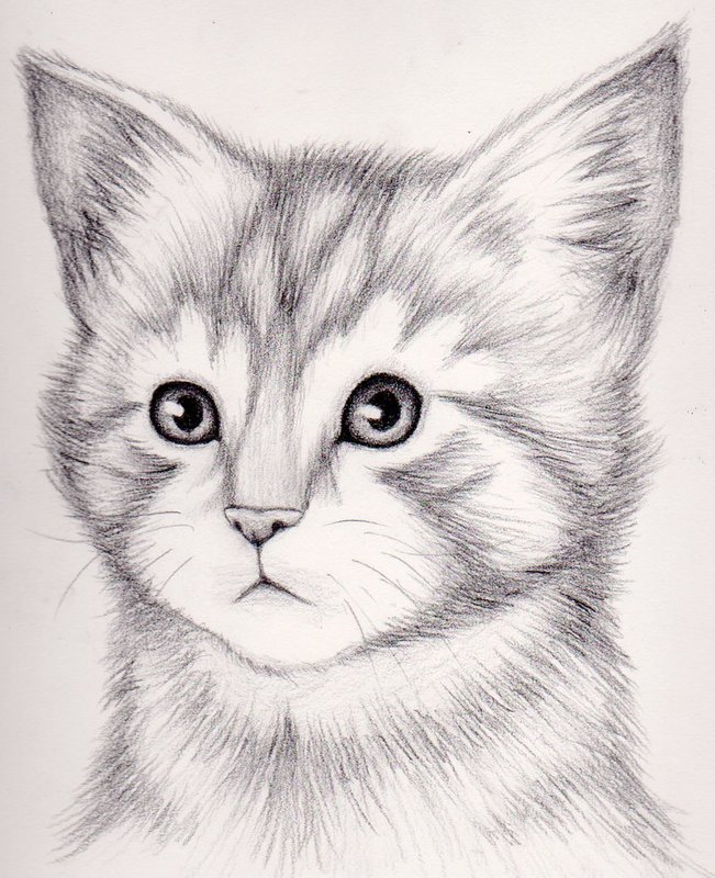 Рисунок карандашом котенка