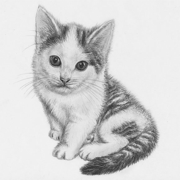 Как нарисовать очень маленького котенка