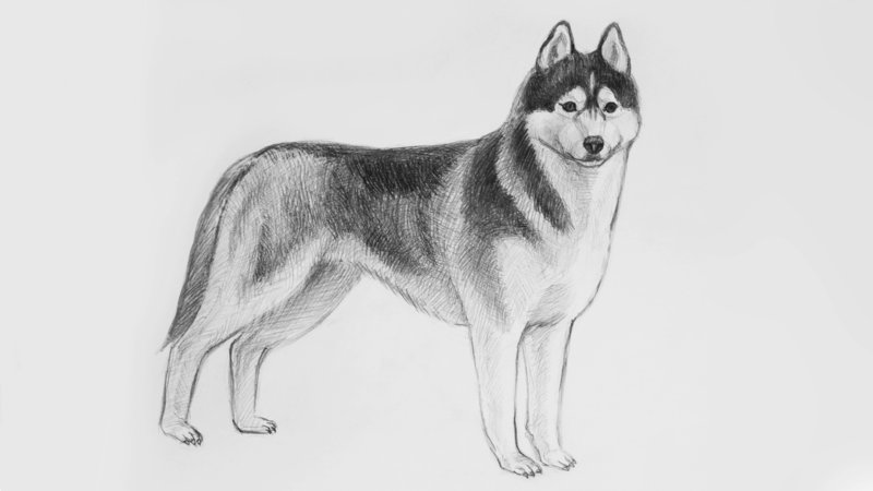 Рисунки карандашом собак