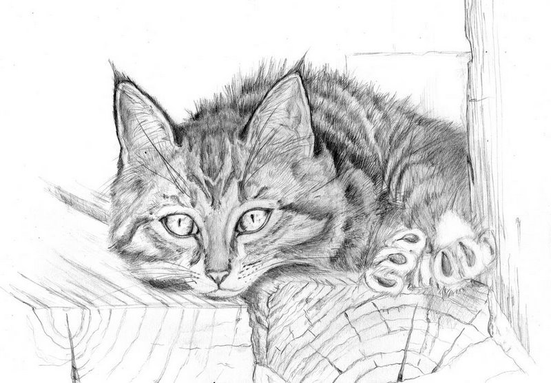 Кот рисунок карандашом