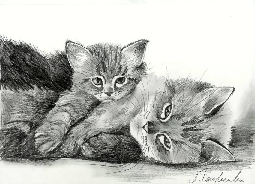 Рисунки на тему котенок