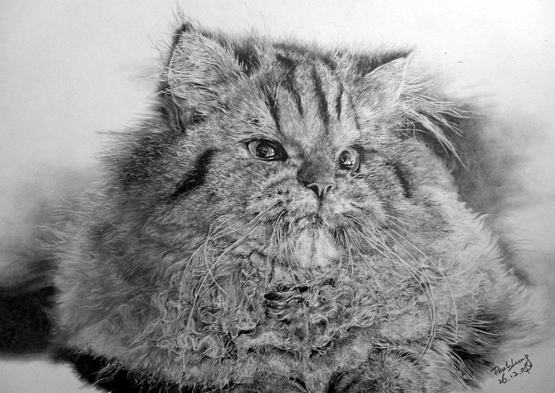 Рисунок карандашом кота