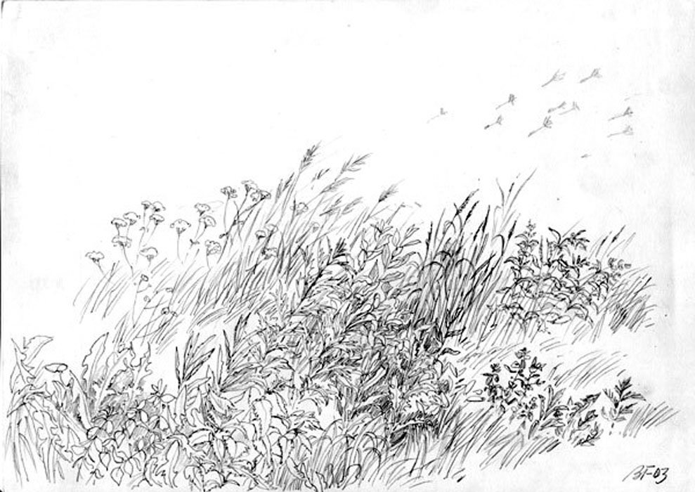Рисунок лето графика