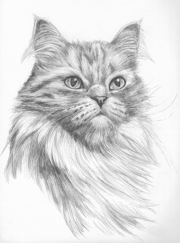 Рисунки котиков рисовать