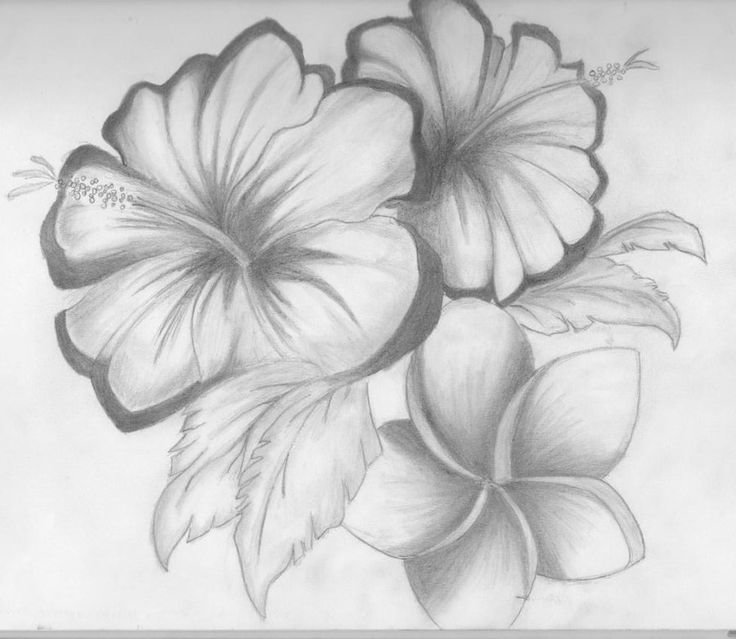 Рисунок карандашом: цветок