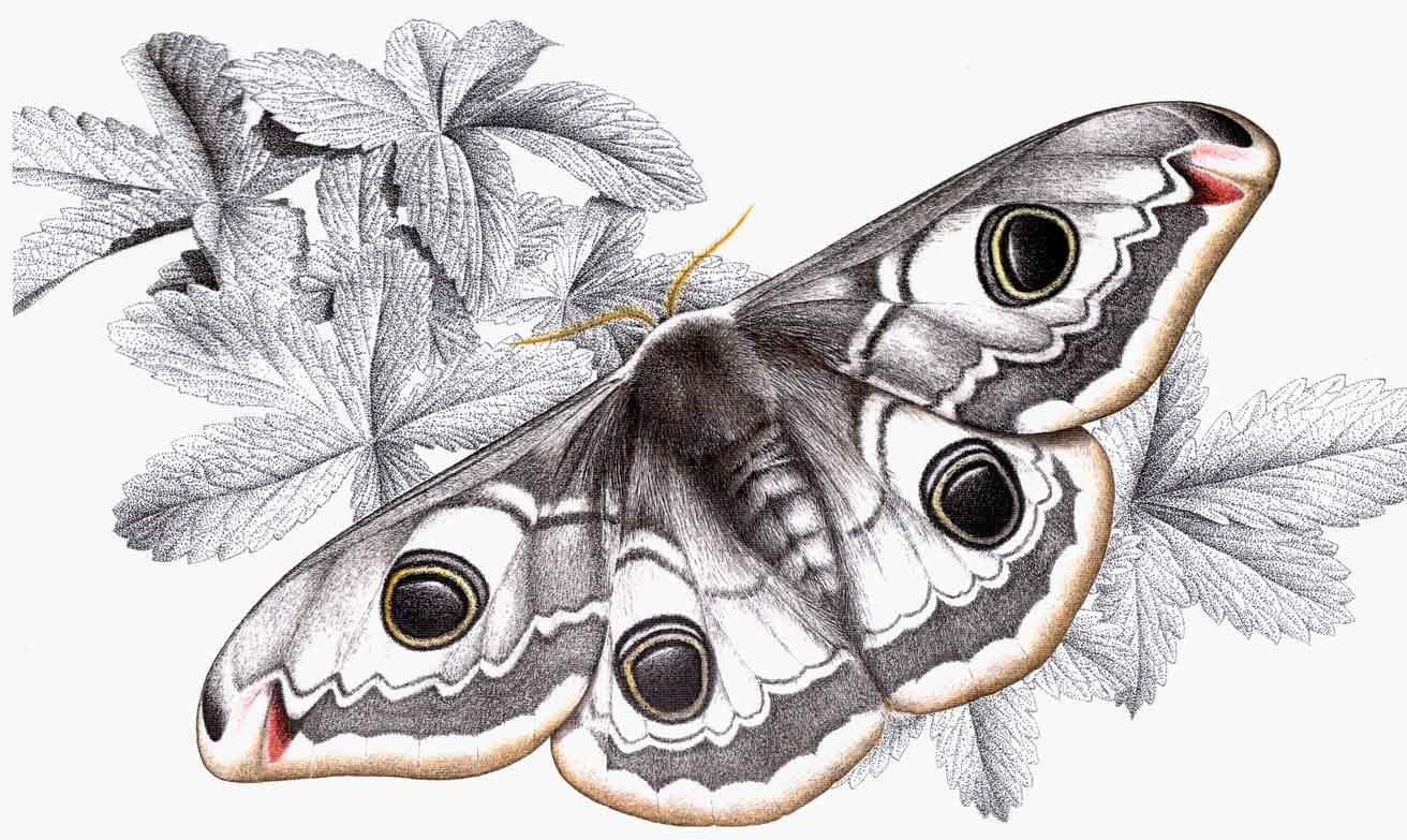 Бабочки: рисунки карандашом.