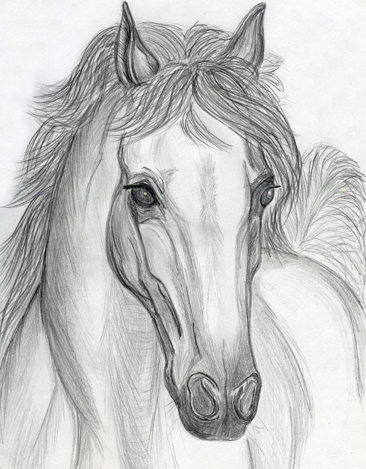 Рисунки. Лошадь карандашом. Красивые рисунки. Лошадь рисунок карандашом. Красивые рисунки лошадей.