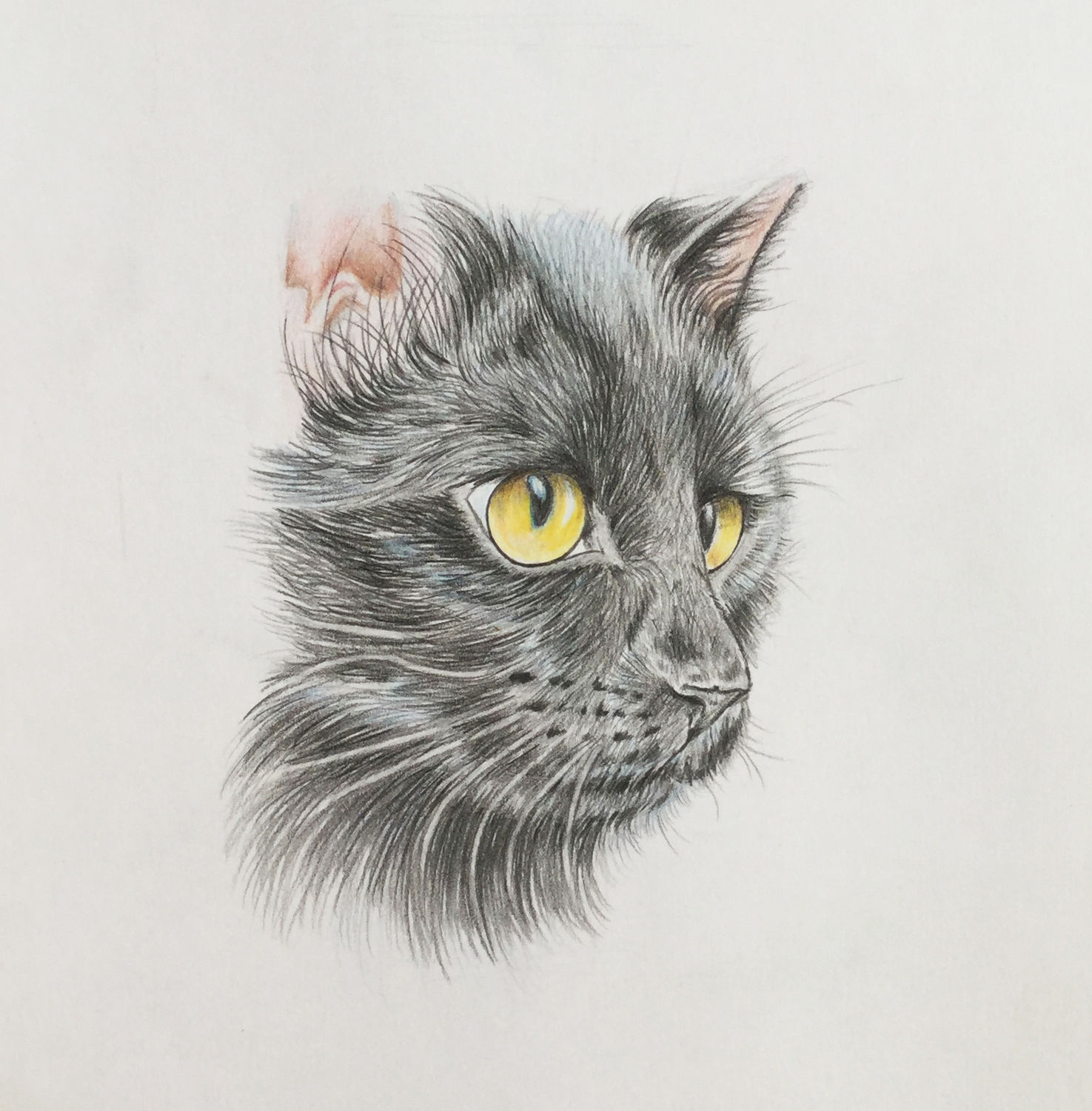 Черный кот карандашом. Чеширский кот цветными карандашами. Черный кот цветными карандашами. Черный кот рисунок карандашом.