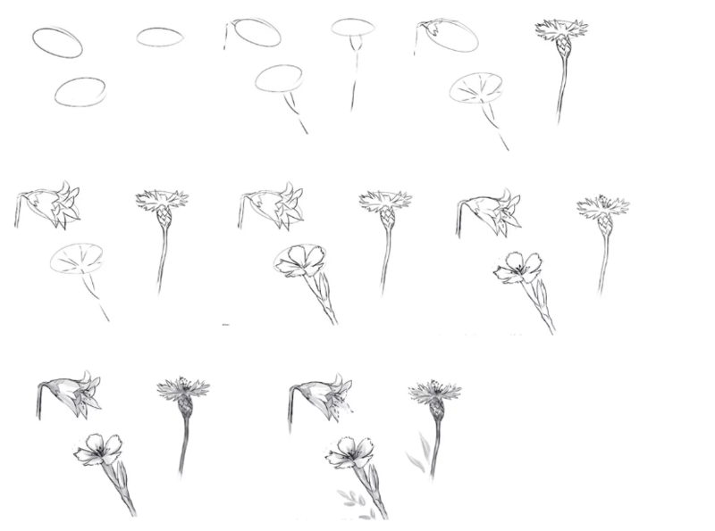 Как нарисовать цветок карандашом поэтапно для начинающих?
