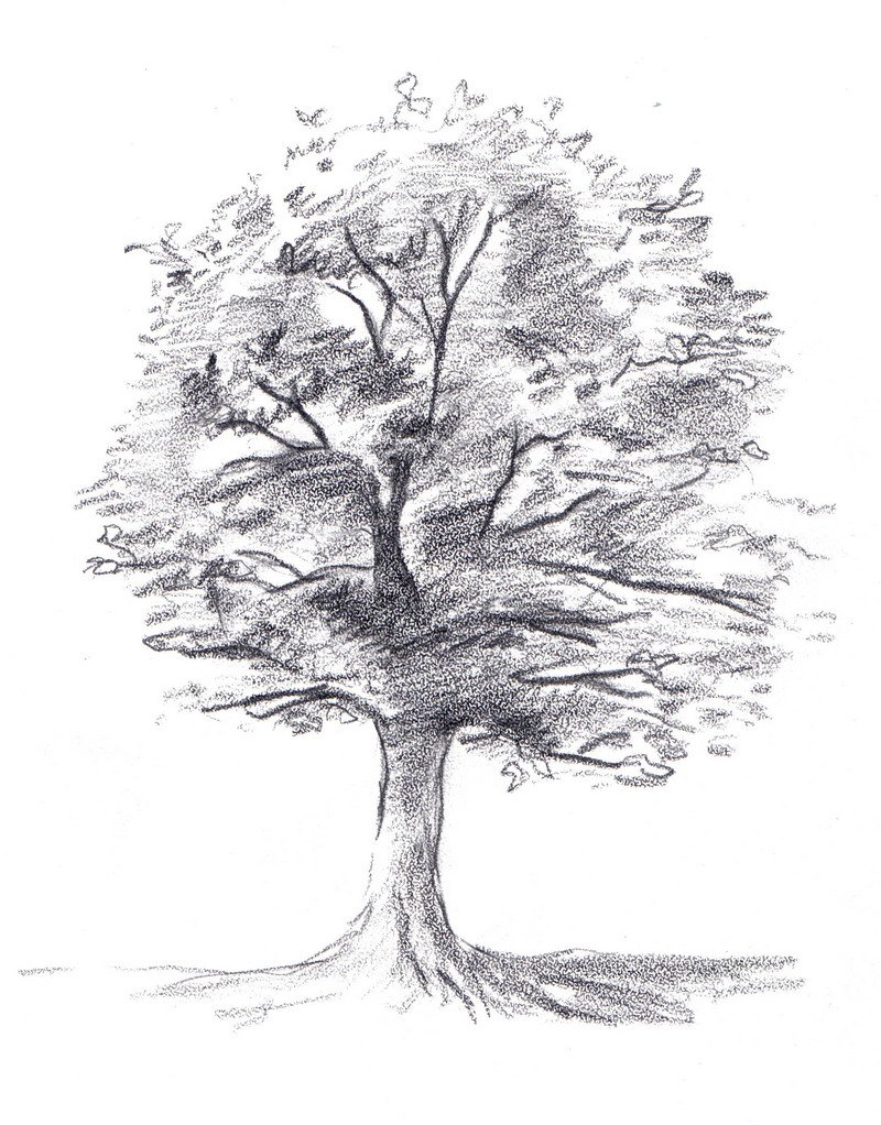 Деревья натура