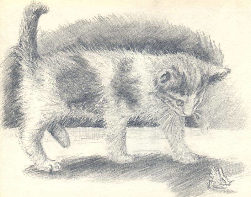 Рисунок уличного кота