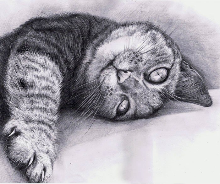 Лежачий кот рисунок карандашом