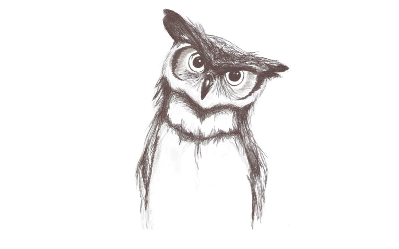 Рисунок карандашом: сова