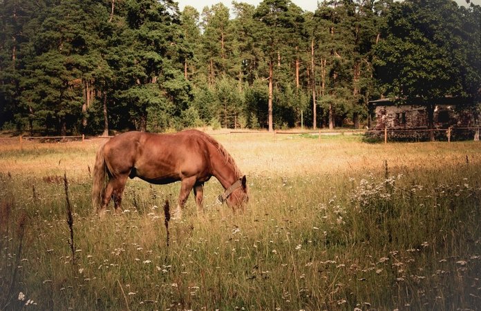 Лошадь возле дома в деревне Стих про родину для 4 класса