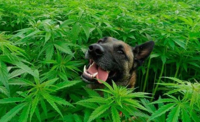 Собака в траве