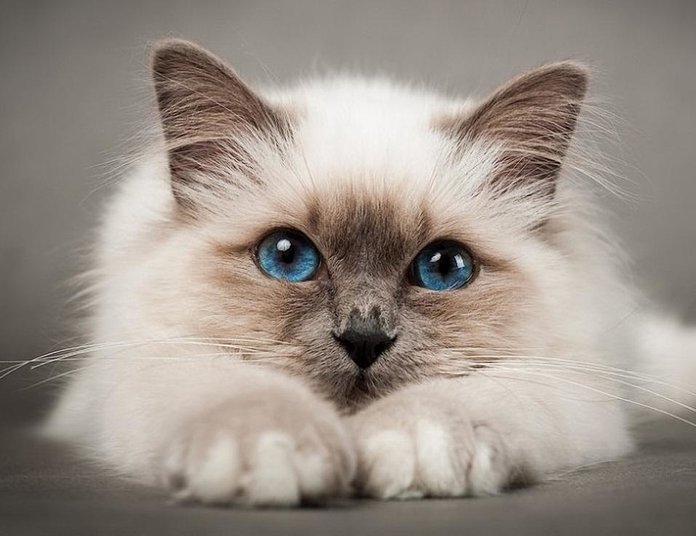 Котик Котик