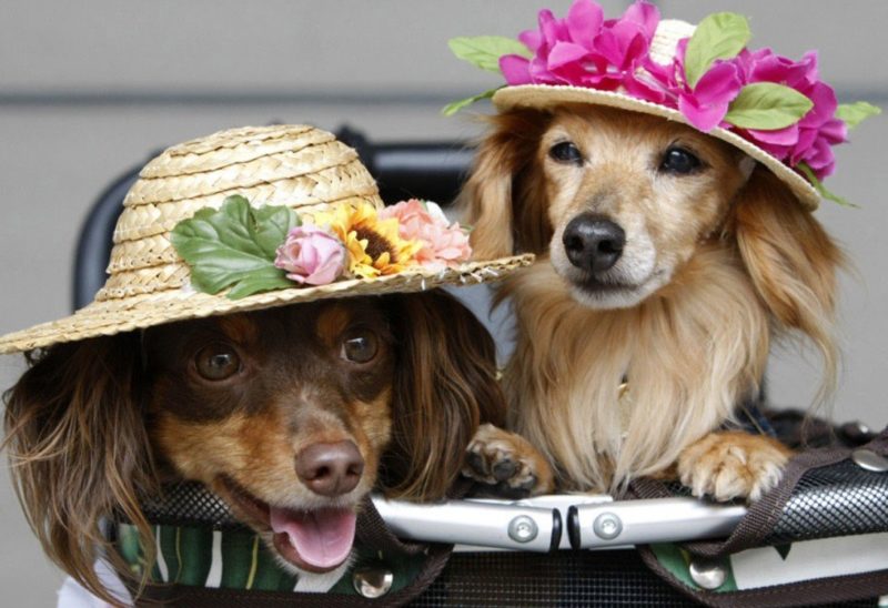 Собаки в шляпках