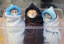 Смешные милые котята