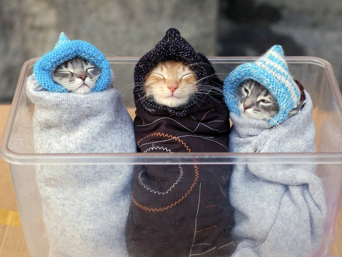 Смешные милые котята Смешные милые котята