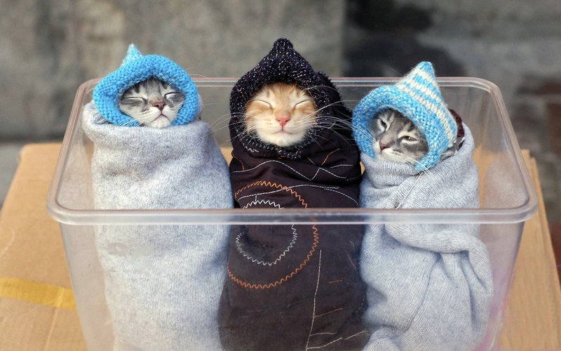 3 котика в коробочке