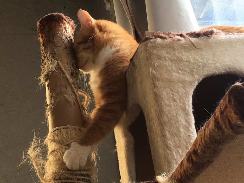 Смешной котик