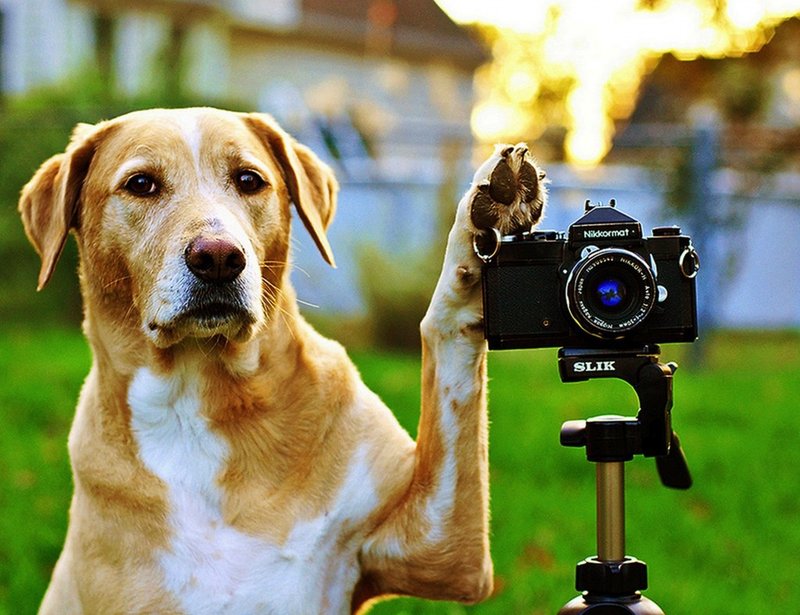 Собака с камерой