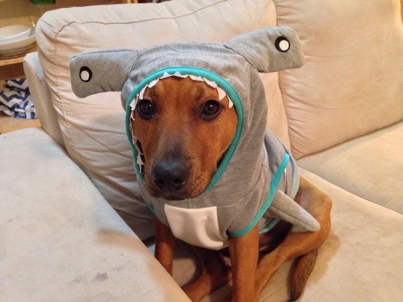 Пес в костюме акулы