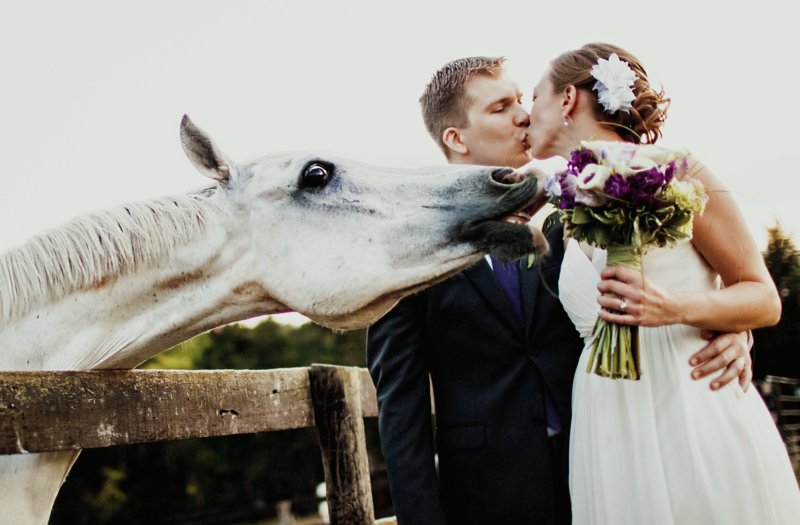 Лошадь ест букет невесты
