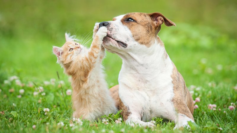 Кот трогает лапками пса