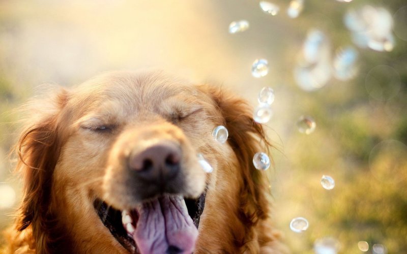 Собака с мыльными пузырями