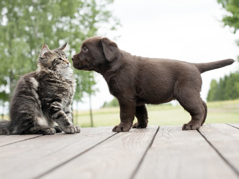 Дружба кота и щенка