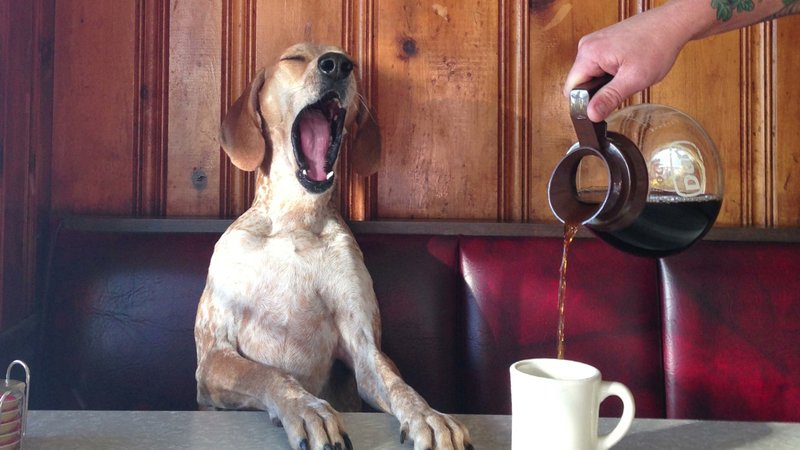 Собаке наливают кофе