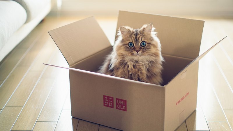 Кошка в коробке