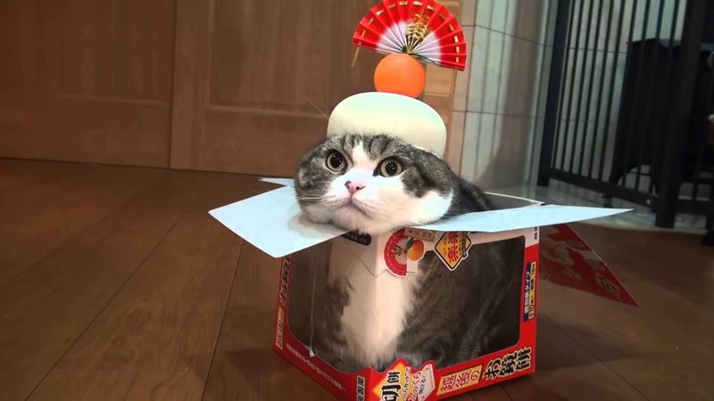 Кот сидит в коробке
