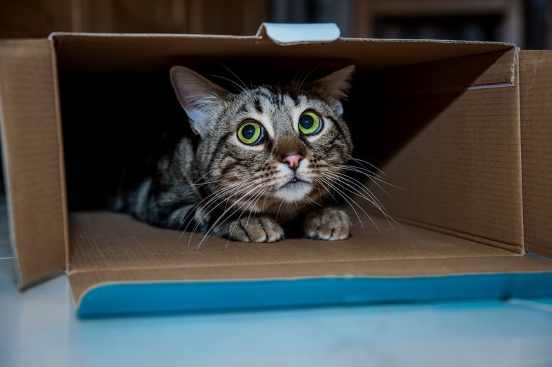 Кот залез в коробку