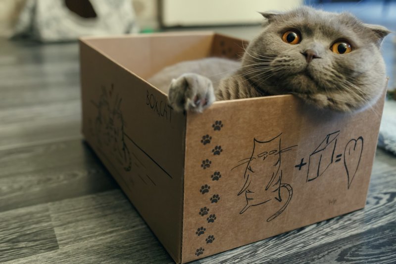 Котик и коробка
