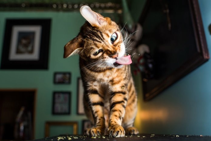 Котик кривится Котик кривится