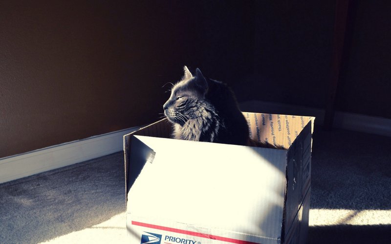 Котик отдыхает в коробке