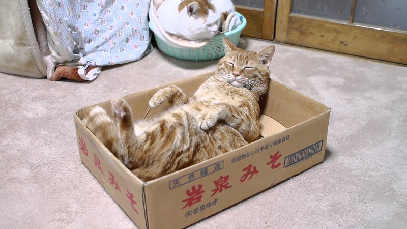 Котик спит в коробке