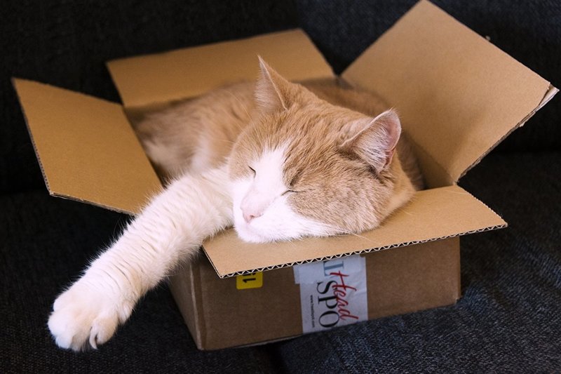 Котик в коробке