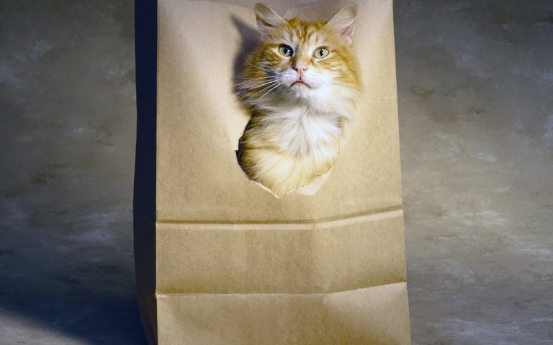 Котик в пакете от продуктов