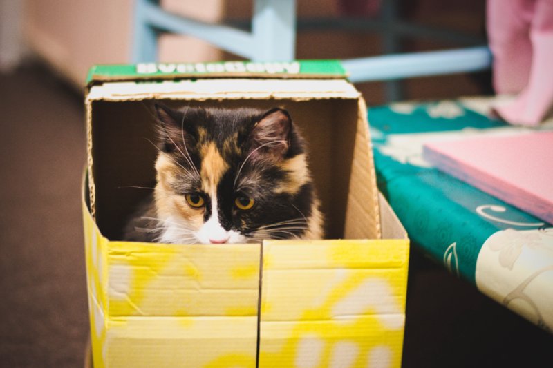 Котик в желтой коробочке