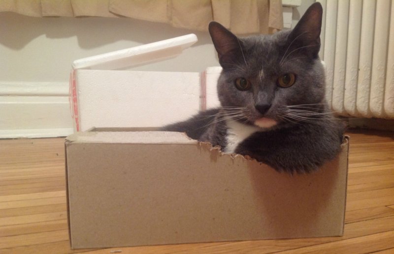 Котик залез в коробку и отдыхает