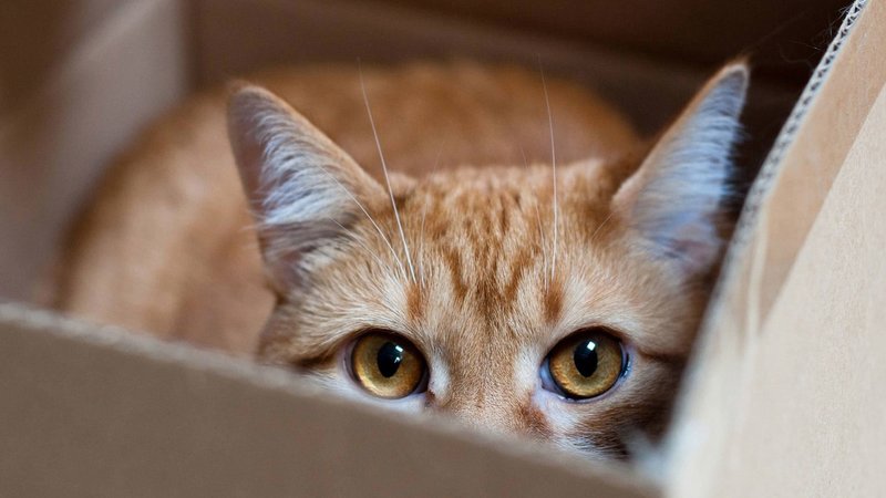 Котик залез в коробку маленькую