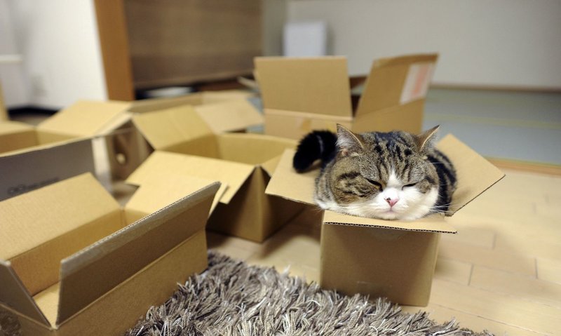 Котик залез в маленькую коробку